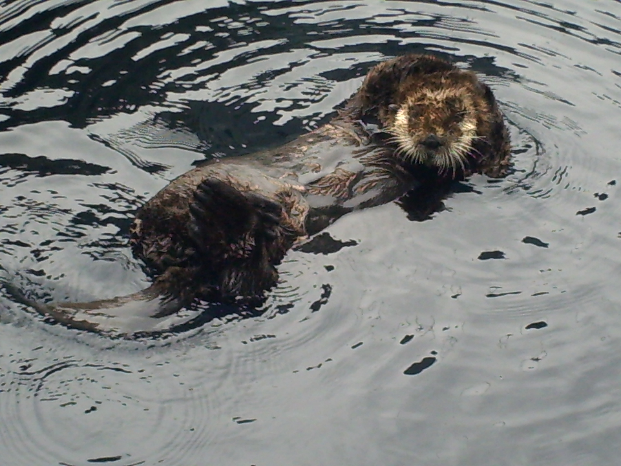 Sea Otter