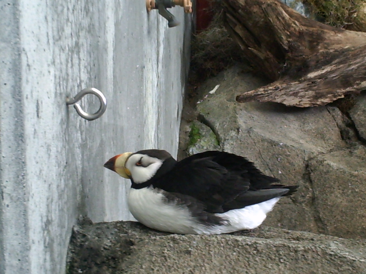 Puffin