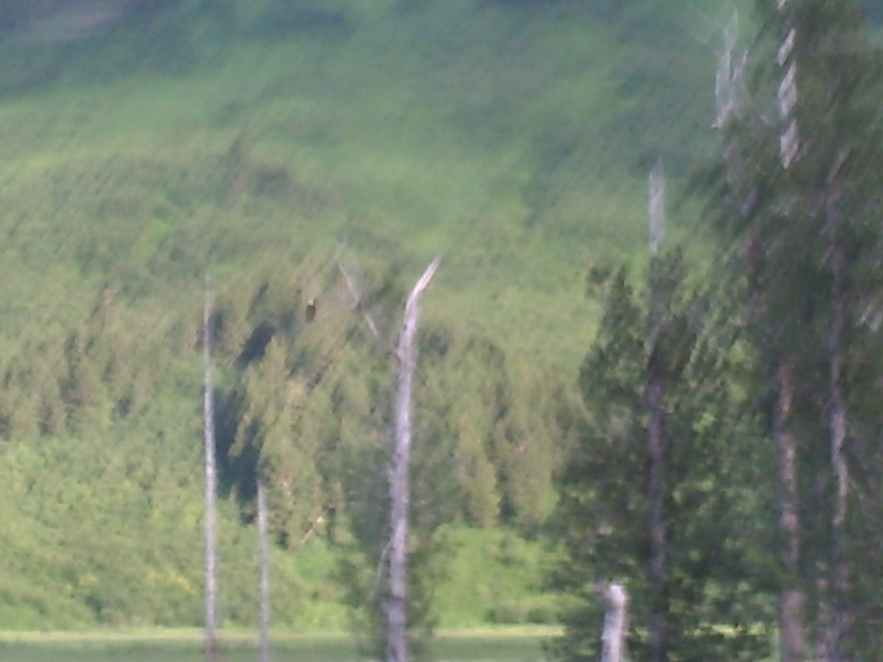 Bald eagle perched on nearby tree