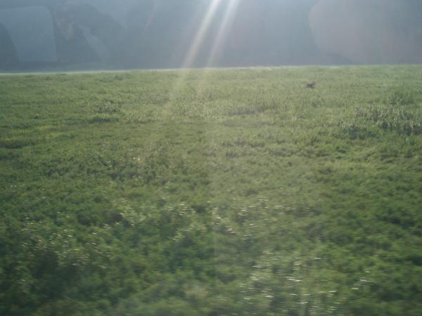 Click to enlarge - Bull moose in a field
