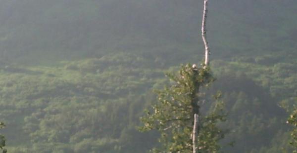 Click to enlarge - Bald eagle in her nest