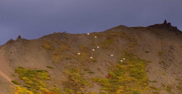 lick to enlarge - Dall sheep on the mountain side
